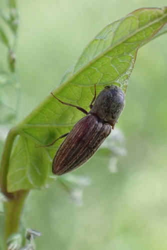 Lined Click Beetle, Stadscentrum, 3431 Nieuwegein, Nederland, photo 10 of 10