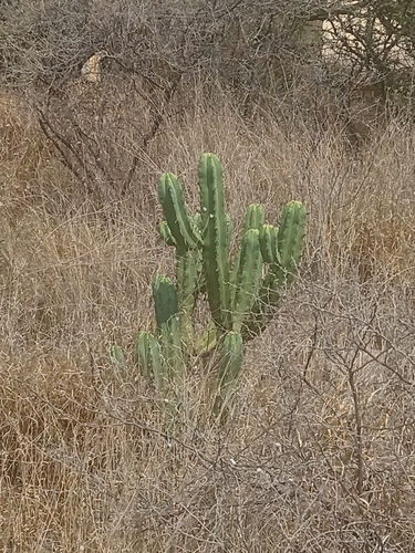Blue Myrtle-cactus
