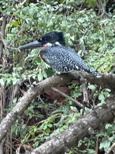 iNaturalist: (c) zoologyp, some rights reserved (CC BY-NC) iNaturalist image