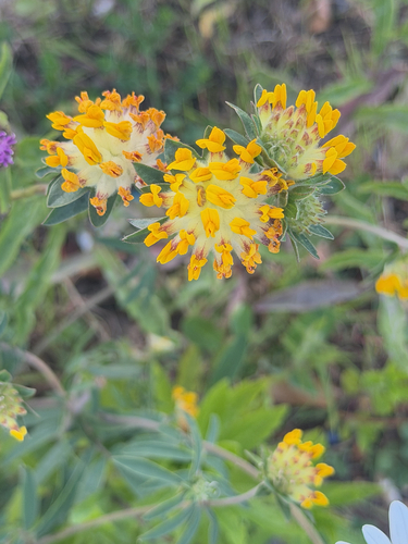 Common Kidney-Vetch