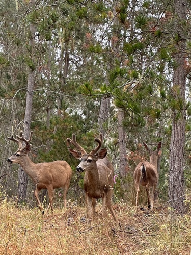 iNaturalist observation photo of Mule Deer