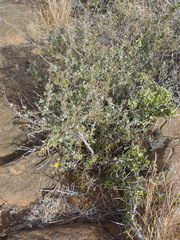Pentzia sphaerocephala