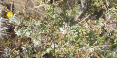 Pentzia sphaerocephala