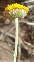 Pentzia sphaerocephala