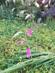Gladiolus italicus