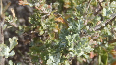 Pentzia sphaerocephala