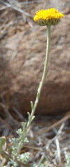 Pentzia sphaerocephala