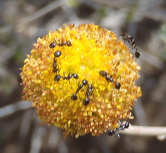Pentzia sphaerocephala