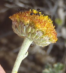 Pentzia sphaerocephala