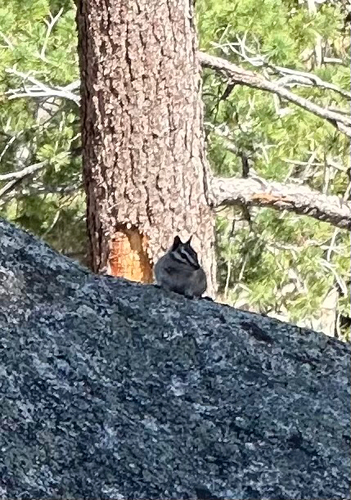 Lodgepole Chipmunk observed by trail-snacks