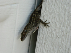 Anolis sagrei