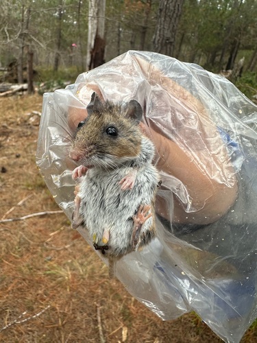 iNaturalist observation photo of Gambel's Deer Mouse