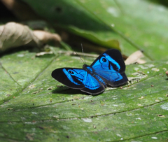 Mesosemia mamilia