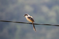 Lanius schach bentet