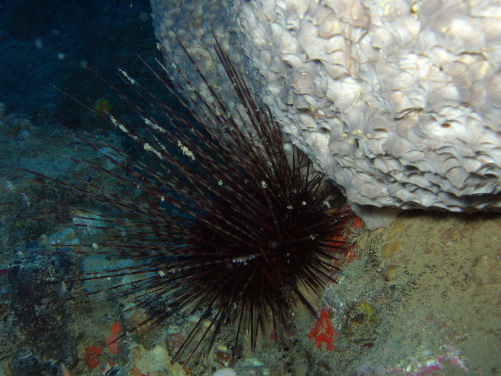 Hatpin Urchin (Marine Life of the Mediterranean) · iNaturalist