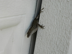 Anolis sagrei