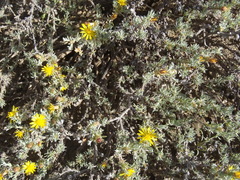 Oedera humilis