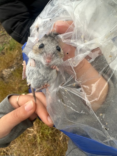 iNaturalist observation photo of Gambel's Deer Mouse