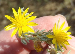 Oedera humilis
