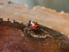 Harmonia axyridis