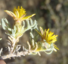 Oedera humilis