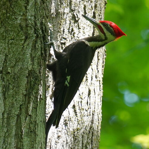 Pileated Woodpecker photographed in Illinois