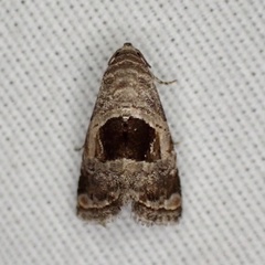 Tripudia rectangula