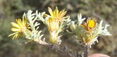 Oedera humilis