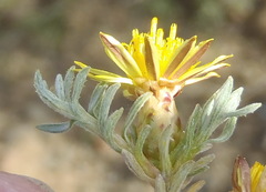 Oedera humilis