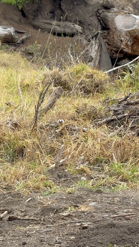 iNaturalist observation photo of Long-tailed Weasel