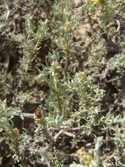 Oedera humilis