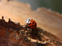 Harmonia axyridis