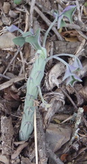 Baculellum articulatum