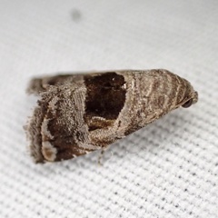 Tripudia rectangula