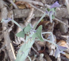 Baculellum articulatum