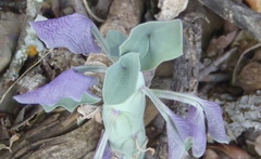 Baculellum articulatum