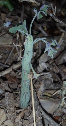 Image of Baculellum articulatum by (c) Nicola van Berkel, some rights reserved (CC BY-SA)