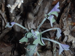 Baculellum articulatum