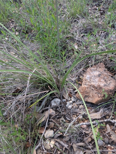 Schoenocaulon texanum, photograph 3