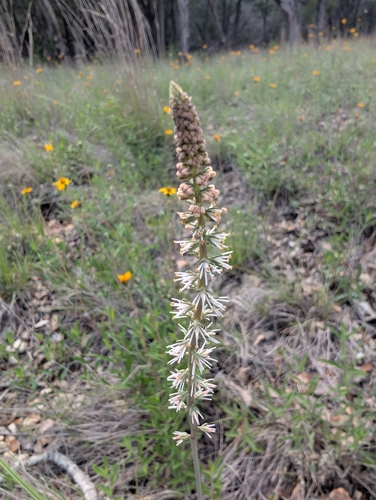 Schoenocaulon texanum, photograph 4