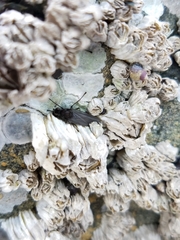 Oedoparena