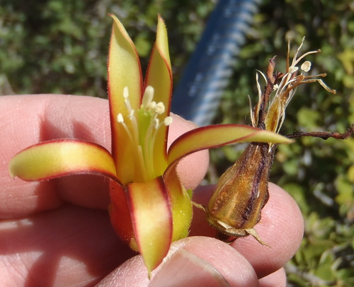 Image of Cotyledon velutina by (c) Nicola van Berkel, some rights reserved (CC BY-SA)