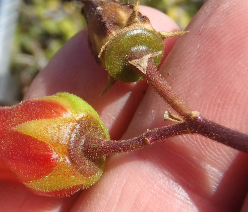 Image of Cotyledon velutina by (c) Nicola van Berkel, some rights reserved (CC BY-SA)