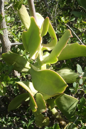 Image of Cotyledon velutina by (c) Nicola van Berkel, some rights reserved (CC BY-SA)
