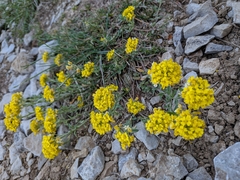 Alyssum montanum, photograph (c) Mustapha, some rights reserved (CC BY)
