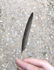 Cecropis daurica rufula