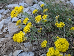 Alyssum montanum, photograph (c) Mustapha, some rights reserved (CC BY)