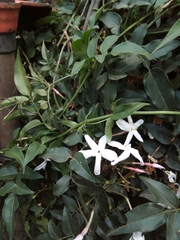 Jasminum polyanthum
