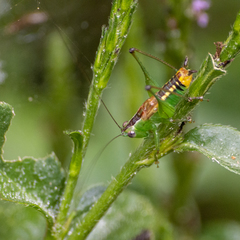 Conocephalus borellii