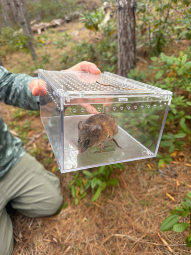 iNaturalist observation photo of California Mouse